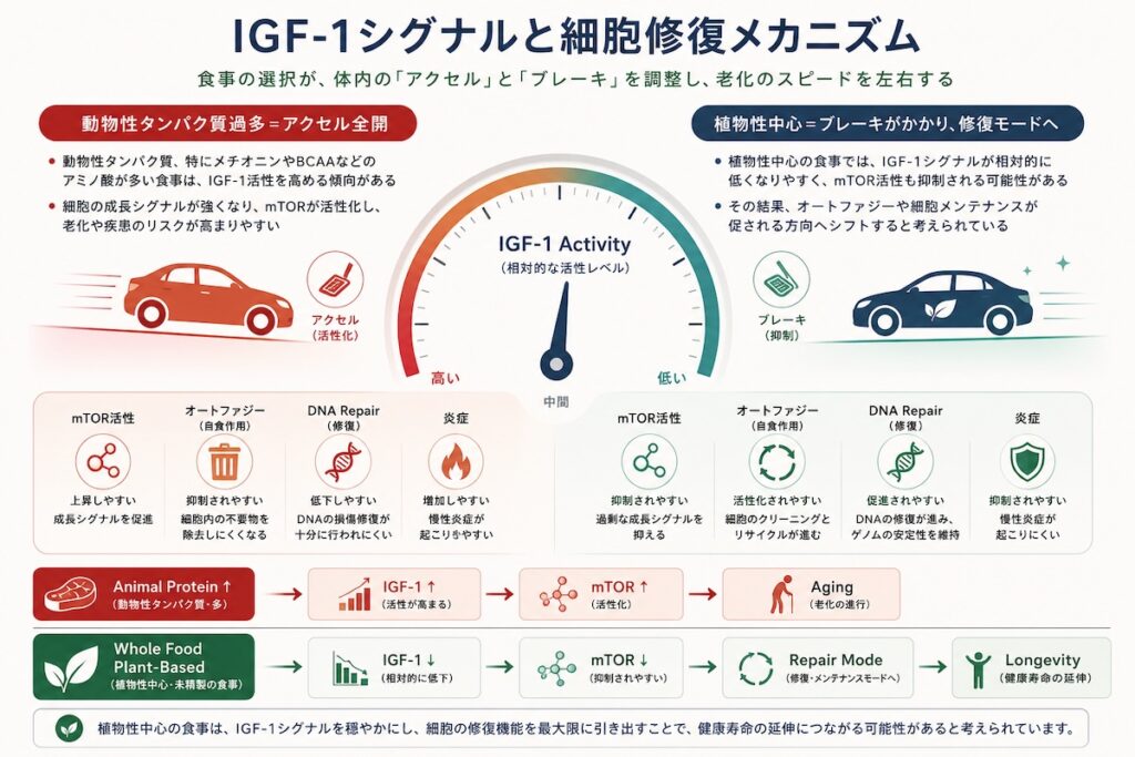 IGF-1シグナル