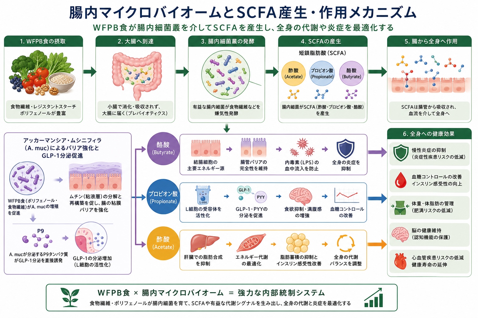 腸内マイクロバイオームとSCFA産生・作用メカニズム